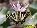 ギフチョウ ギフチョウ